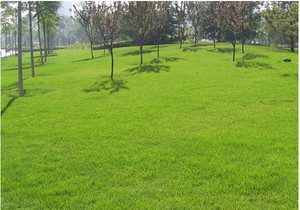 【園林工程 園林綠化 承接園林施工】價(jià)格_廠家_圖片 -