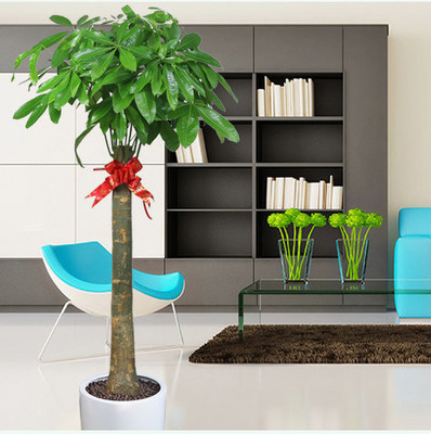 南昌花卉 南昌綠植 南昌盆栽|輝煌園藝 - 