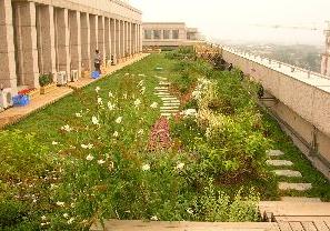 市園林綠化局檢查我區屋頂綠化工程，助力城市生態建設