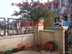 蘇州園林綠化 從設(shè)計(jì)、施工到養(yǎng)護(hù)的古典與現(xiàn)代融合之道